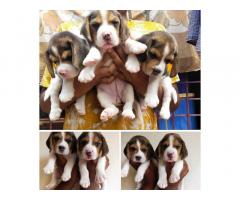 Beagle Puppy for Sale