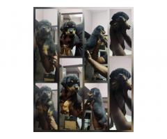 Rottweiler Puppy for Sale Coimbatore, Pet Store, pet supplies