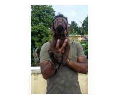 lab chocolate male In chennai Best price and top quality - 1