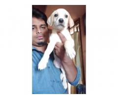 Lab puppies available chennai for sale - 1