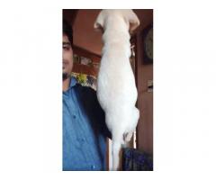 Lab puppies available chennai for sale - 2