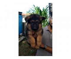 GSD male puppy Available ashta sangli