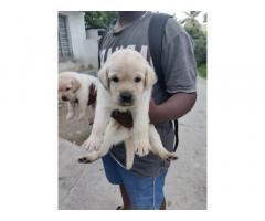 Home littered Heavy sized Labrador puppies available in chennai