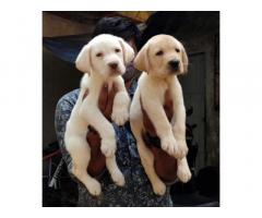 Labrador Puppies available Mumbai Navimumbai Pune for sale Sagar Pets