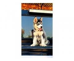 Husky male blue eye puppy for sale Bhatinda Punjab Dhiman Dog Farm