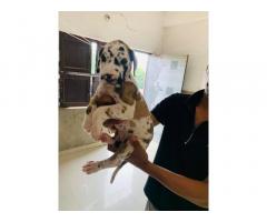 Greatdane male and female puppy for sale