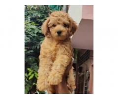 Poodle female available at reasonable price Jaipur rajasthan