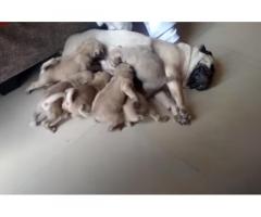Pug male female puppies available in Pune