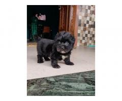 Black Lhasa Apso female puppy available in navi mumbai