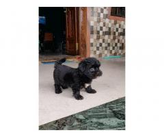 Black Lhasa Apso female puppy available in navi mumbai