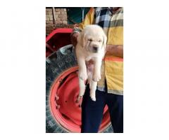 Pure Breed Labrador Puppies Available