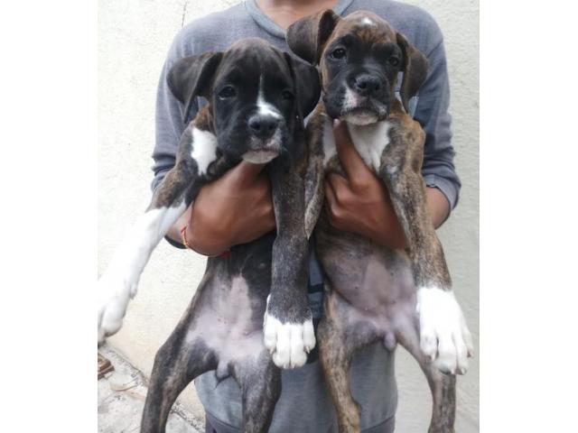 Boxer puppy available nashik - 1/1