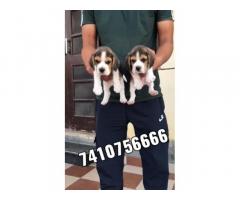 Beagle male puppy dog for sale - 1