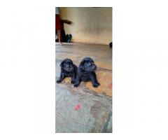 Z black lab Male and female puppy available Karad
