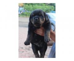 Rottweiler Puppies Dog for Sale Bhopal madhya pradesh
