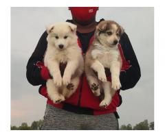 Husky Male Normal eyes And Female Blue eyes Puppy Available