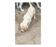 Labrador Quality heavy size female puppy available