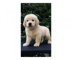 Golden retriever puppies available - 1