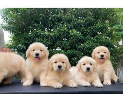 Golden retriever puppies available - 2