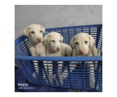 Rajapalayam male puppy's available for sales