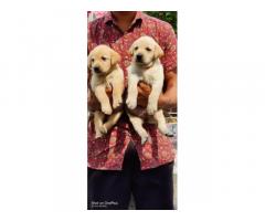 Buy Labrador Puppy, Labrador dog price, online pet shop