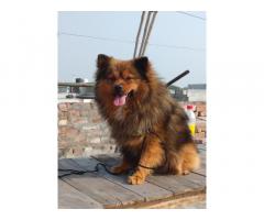 Culture toy male keeshond for sale top quality - 1