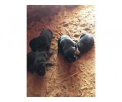 Rottweiler Puppy Price, buy online, available