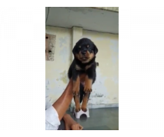 Rottweiler male and female puppy available