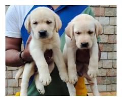 Labrador Puppy Buy Online - 1