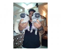 Pug male female puppies available in Pune Bethleena kennel - 1