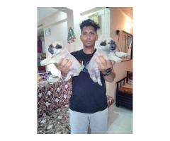 Pug male female puppies available in Pune Bethleena kennel - 2