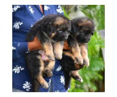 German Shepherd Heavy Bone Male Puppy for Sale