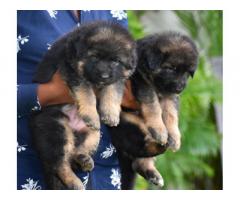 German Shepherd Heavy Bone Male Puppy for Sale