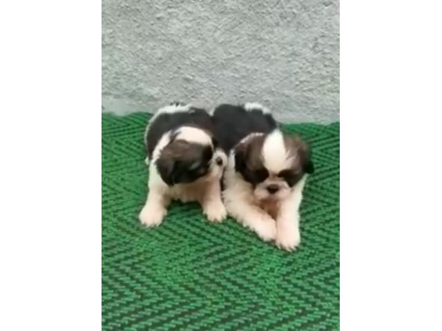 Shihtzu male puppies available - 1/1