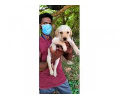 Labrador male puppies for sale - 1