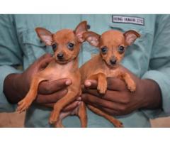 Miniature Pinscher female Puppies Available for Sale