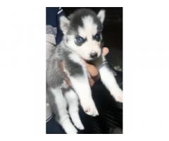 Husky Female Puppy Blue Eyes for Sale