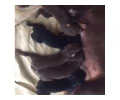 Doberman male female puppies Available for Sale Baramati