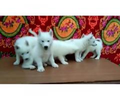 Snow white husky puppies for Sale
