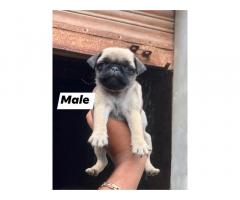 Pug male and female pups available