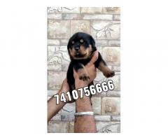 Rottweiler Female Puppy Available for Sale - 1