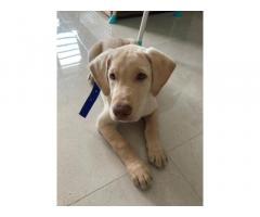 Lab dog price mumbai , Lab dog male urgent sell - 1