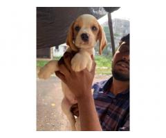 Beagle price in mumbai, Beagle male Available - 1