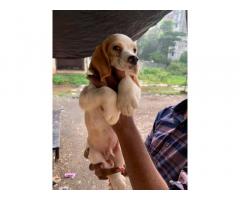 Beagle price in mumbai, Beagle male Available