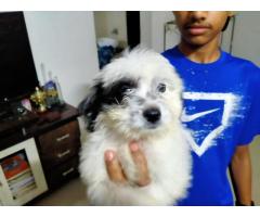 Lhasa Apso Price in Mumbai, Lhasa Apso male female puppy for sell