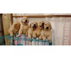 Golden Retriever Puppies Price in Coimbatore - 1