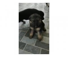 GSD Puppies Price in Coimbatore - 1