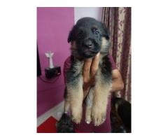 German Shepherd Puppies Price in Perambur Chennai - 1
