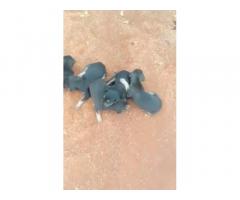 Kanni puppies price in Dindigul, Kanni puppies Available For Sale