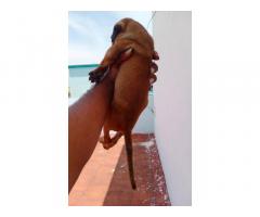 Kombai Dog Price, Kombai male puppy available in Trichy - 2